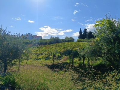 immagine annuncio 6 di 9