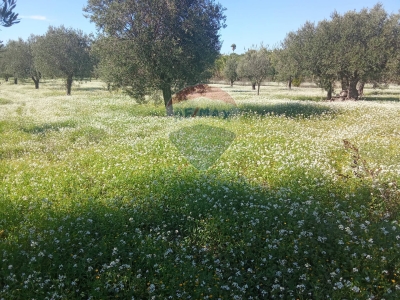 immagine annuncio 6 di 9