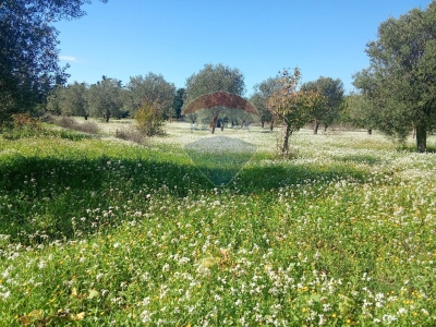 immagine annuncio 8 di 9