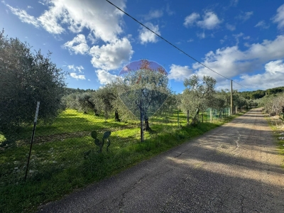 immagine annuncio 6 di 9