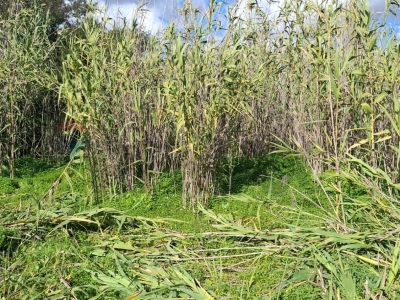 immagine annuncio 5 di 7