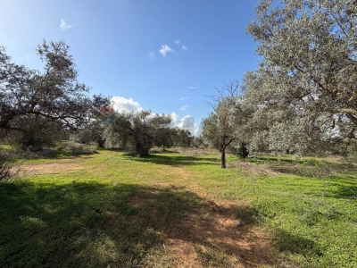 immagine annuncio 4 di 9