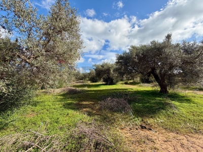 immagine annuncio 5 di 9