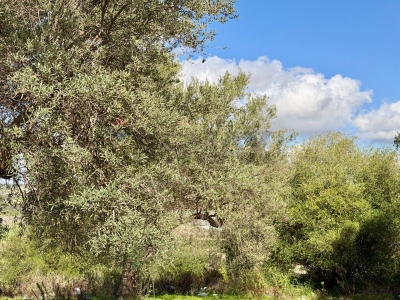 immagine annuncio 8 di 9