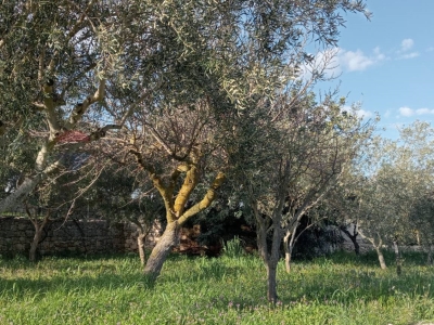 immagine annuncio 3 di 6