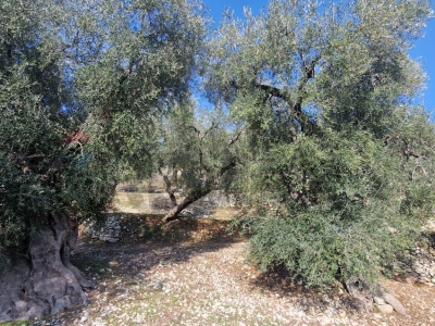 immagine annuncio 6 di 9