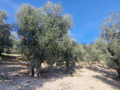 immagine annuncio 7 di 9