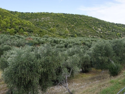 immagine annuncio 4 di 9