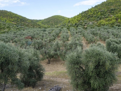 immagine annuncio 6 di 9