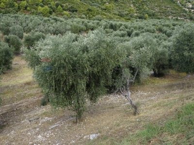 immagine annuncio 7 di 9