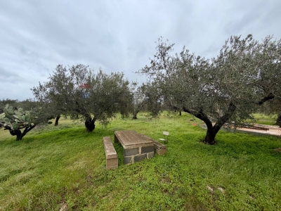 immagine annuncio 7 di 9