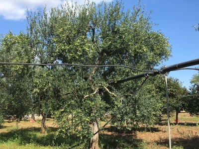 immagine annuncio 5 di 7