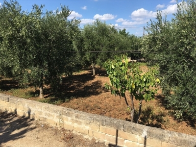 immagine annuncio 3 di 7