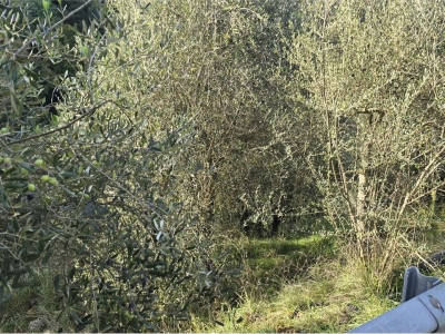 immagine annuncio 8 di 9