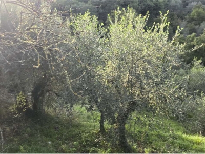 immagine annuncio 5 di 9