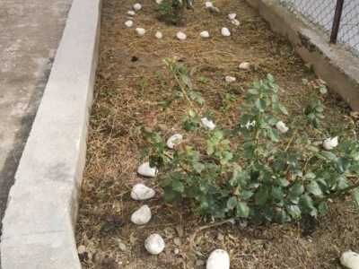 immagine annuncio 6 di 9