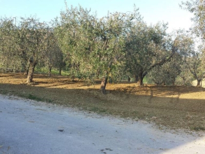 immagine annuncio 4 di 9