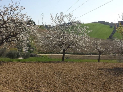 immagine annuncio 6 di 9