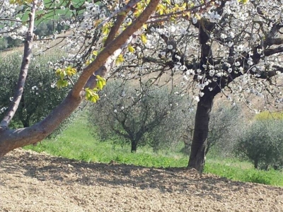 immagine annuncio 7 di 9