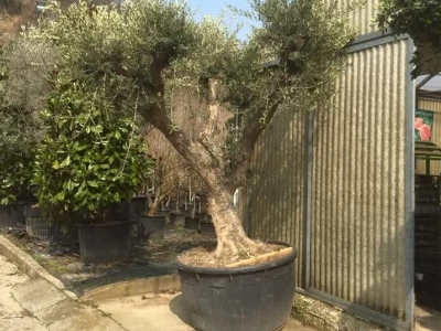 immagine annuncio 4 di 9
