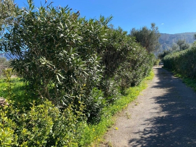immagine annuncio 7 di 9