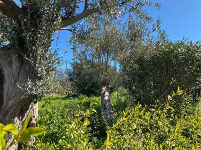 immagine annuncio 8 di 9