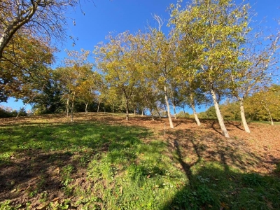 immagine annuncio 8 di 9