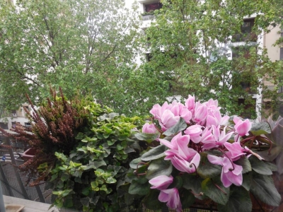 immagine annuncio 6 di 9