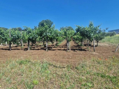 immagine annuncio 1 di 9