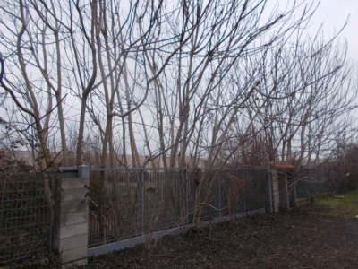 immagine annuncio 4 di 9