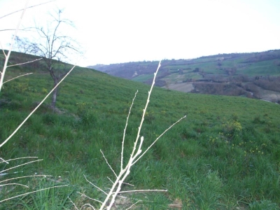 immagine annuncio 7 di 9