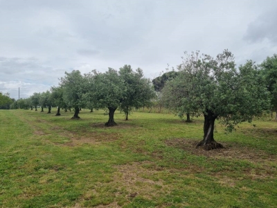 immagine annuncio 6 di 9