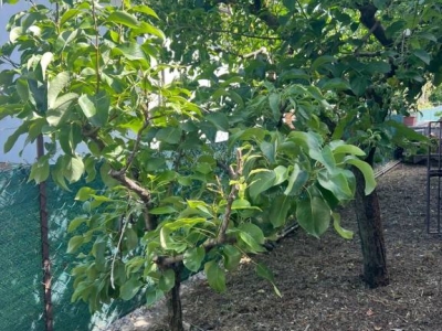 immagine annuncio 6 di 9