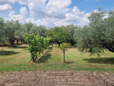 immagine annuncio 2 di 9