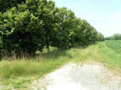 immagine annuncio 7 di 9