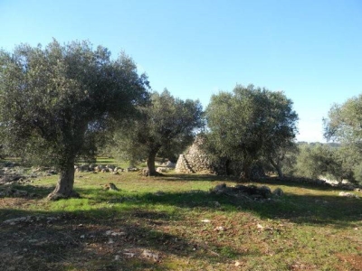 immagine annuncio 5 di 9