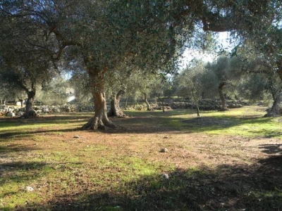immagine annuncio 6 di 9
