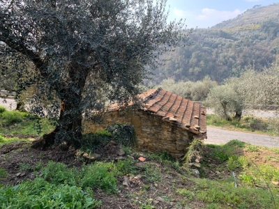 immagine annuncio 3 di 9