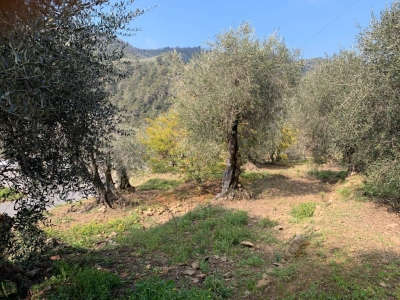 immagine annuncio 5 di 9