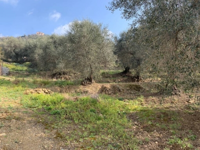 immagine annuncio 6 di 9