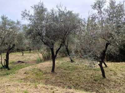 immagine annuncio 3 di 9