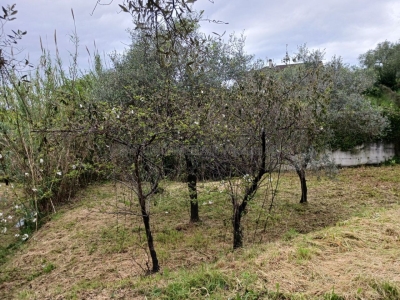 immagine annuncio 2 di 9