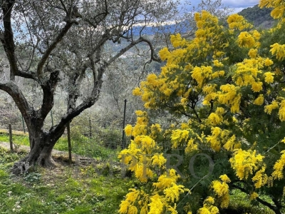immagine annuncio 5 di 9