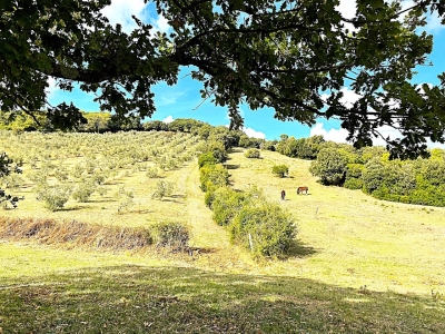 immagine annuncio 7 di 9