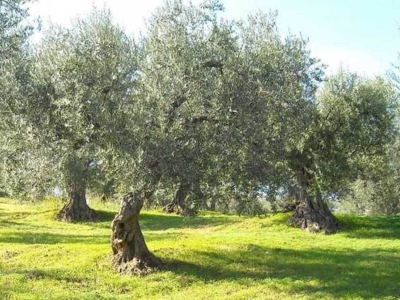 immagine annuncio 1 di 2