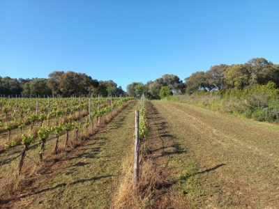 immagine annuncio 4 di 9