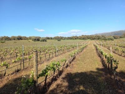 immagine annuncio 3 di 9