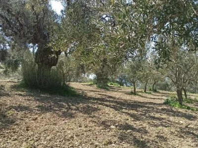 immagine annuncio 7 di 9