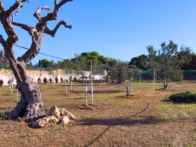 immagine annuncio 6 di 9