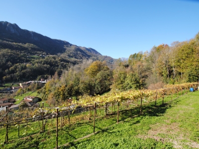 immagine annuncio 3 di 9